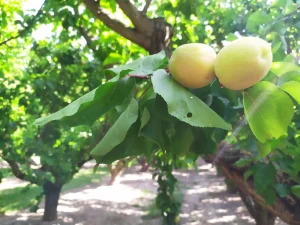 Albaricoque moniqui frutas maicar