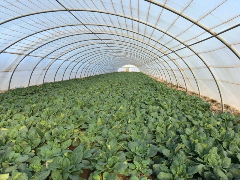 frutas y verduras de temporada